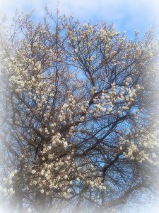 今朝の、国立・大学通りの梅の花